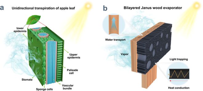 BOB半岛林科院木材所王小青团队CEJ：受苹果叶启发的双层Janus木基蒸发器用于高效光热界面蒸发(图2)